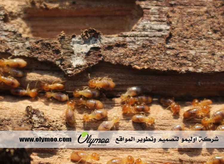 شركة مكافحة الصراصير في دبي